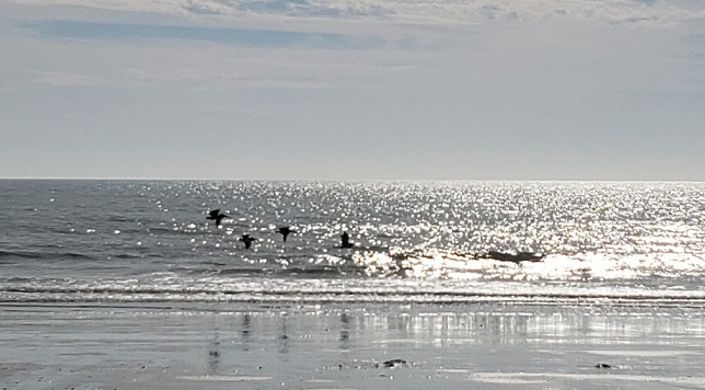 2023-01-19 Pelicans.png
