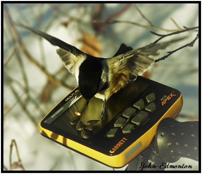 abird.jpg