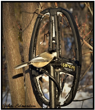 abird1.jpg