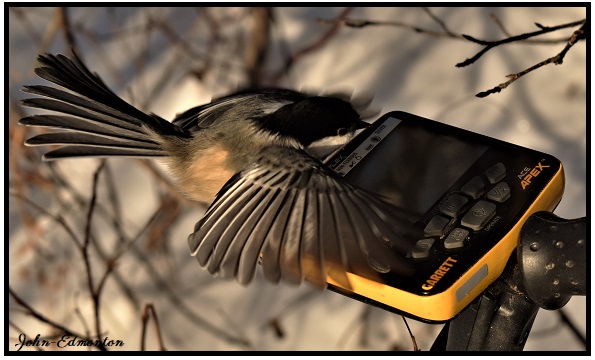 abird2.jpg