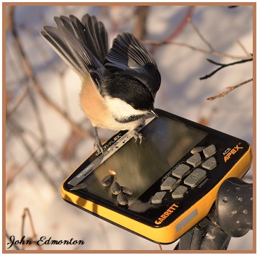 abird5.jpg