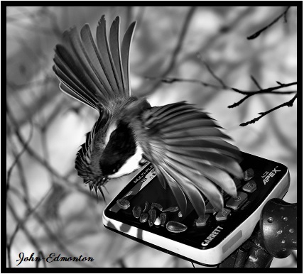 abird6.jpg