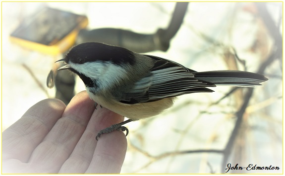 abird7.jpg