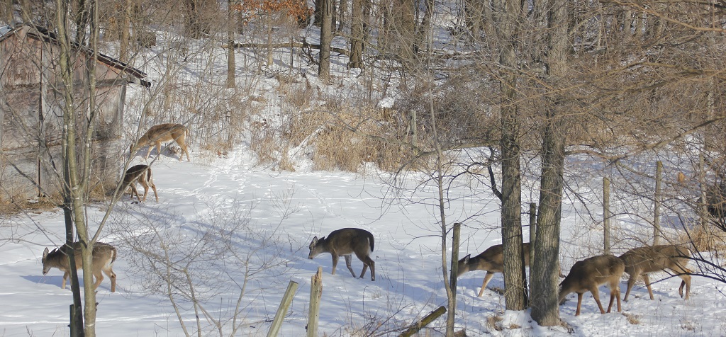 Backyard Herd Winter 20-21.jpg