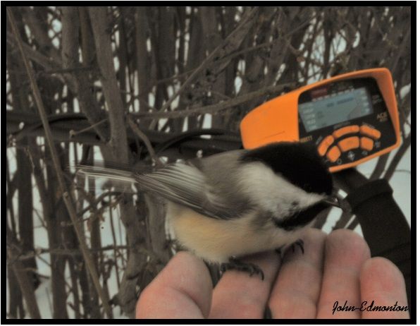 bird 2_zpsjx7xfrw2.jpg