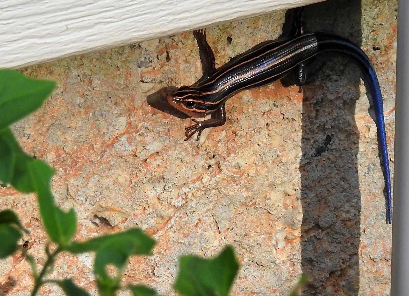 blue tailed lizard.jpg