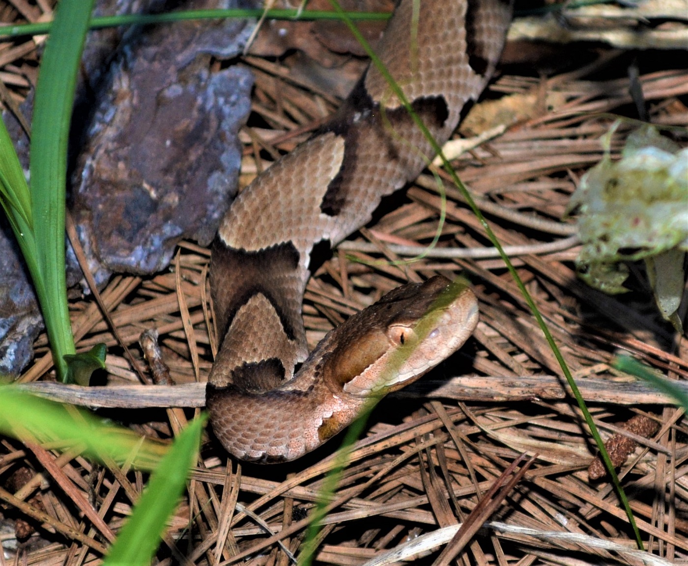 Copperhead 2.jpg