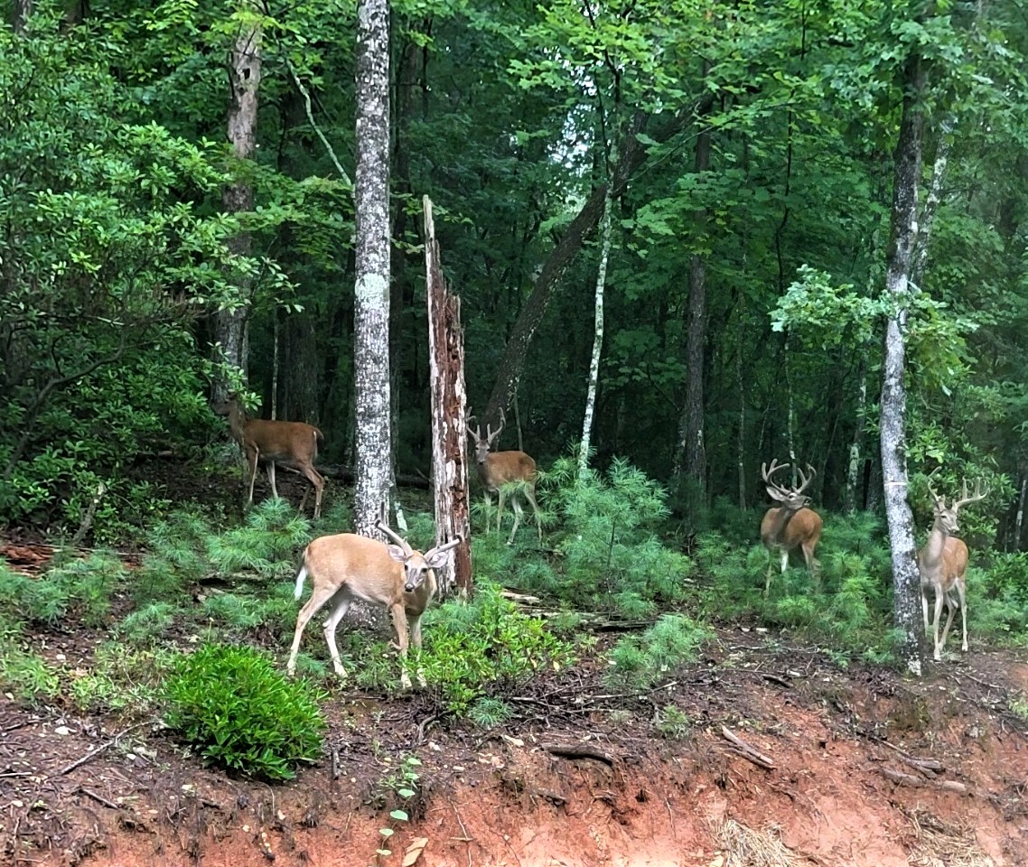 Deer 1.jpg