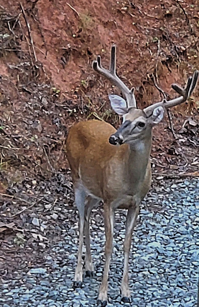 deer 2.jpg