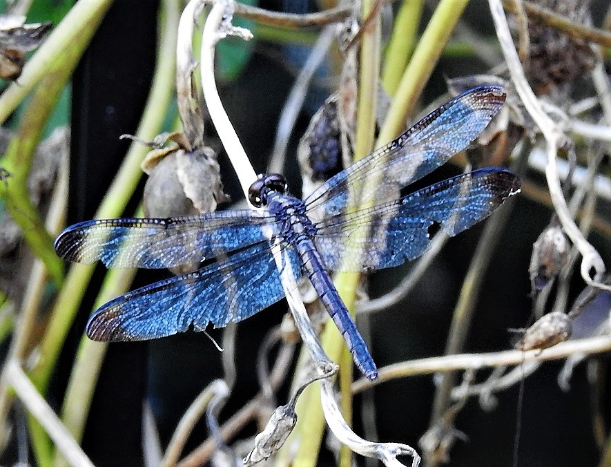 dragonfly 2.jpg
