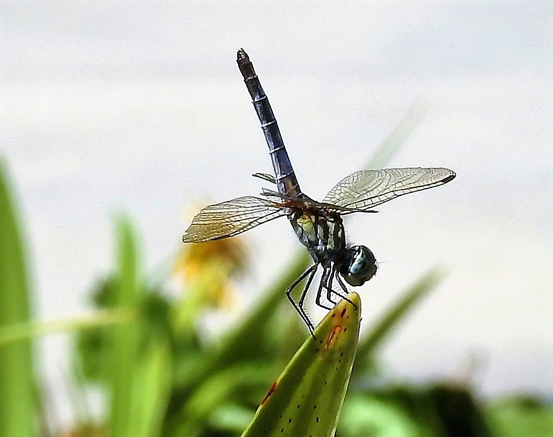 dragonfly 6.jpg