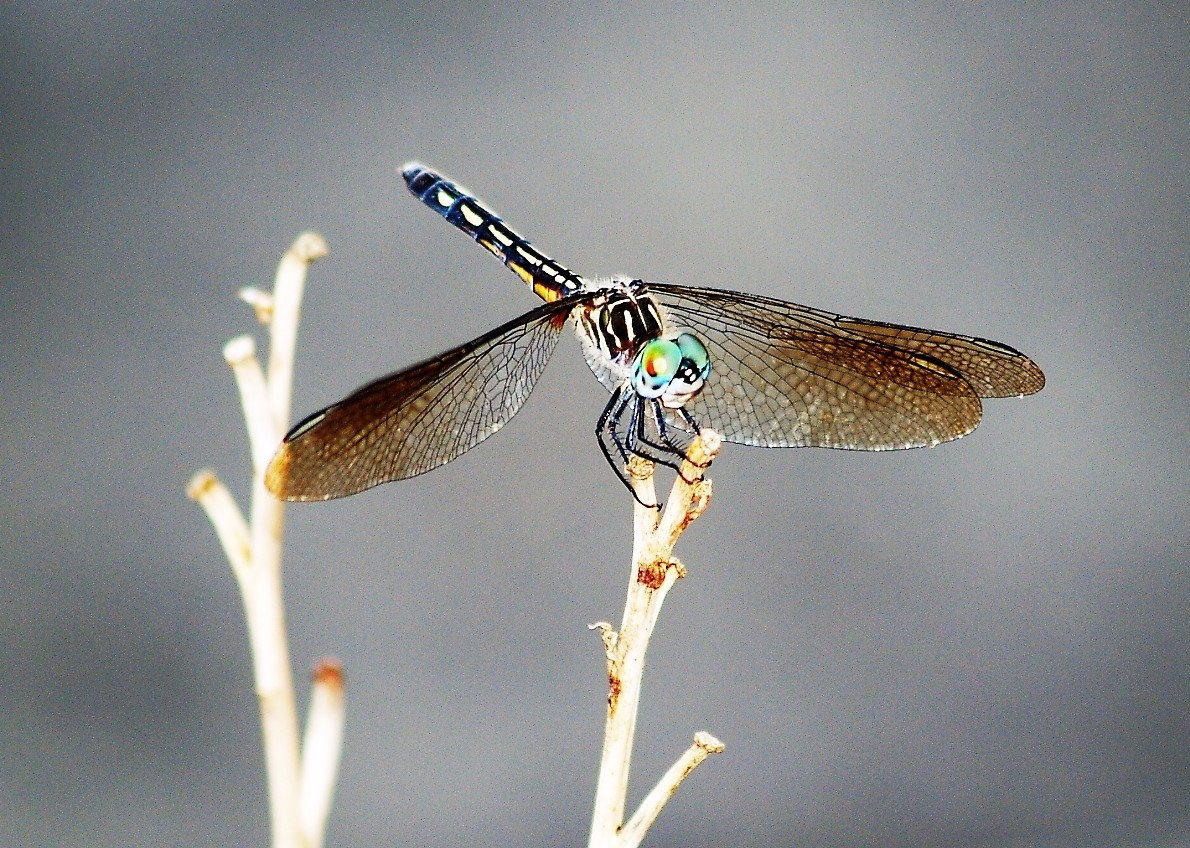 dragonfly.jpg