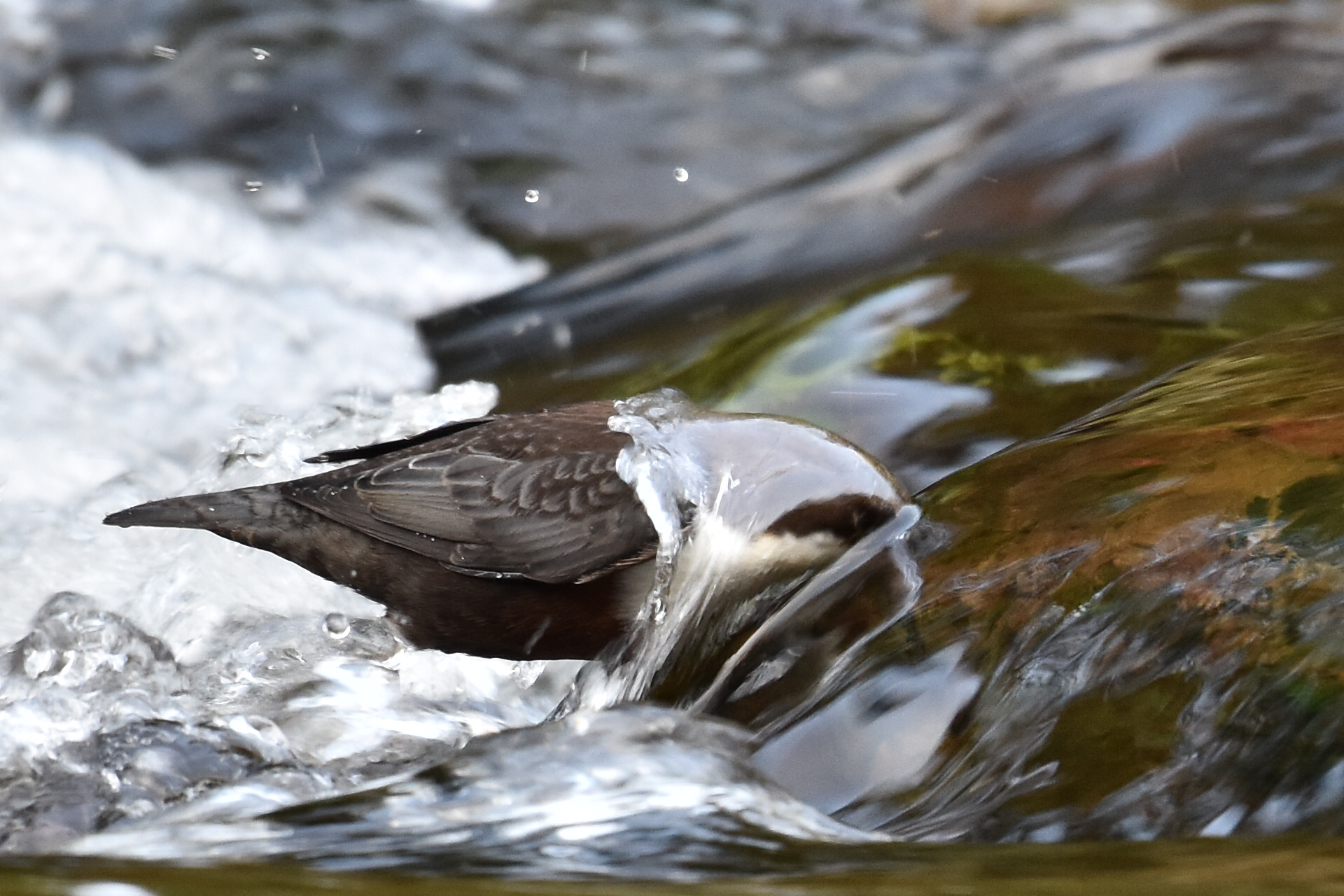 DSC_1076.JPG