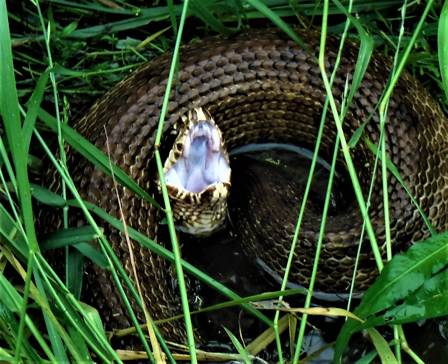DSCF5062.jpg
