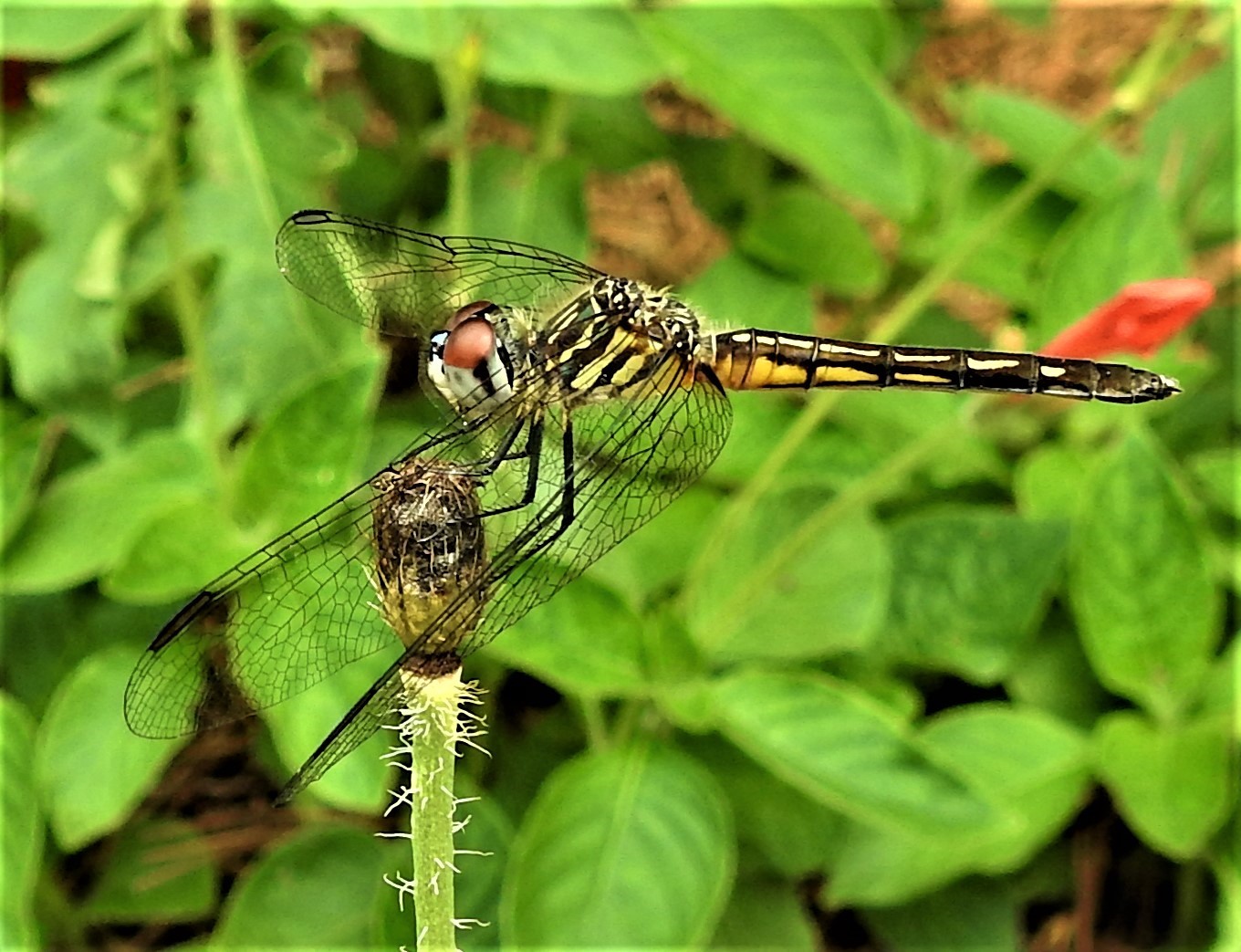 DSCN1303.jpg