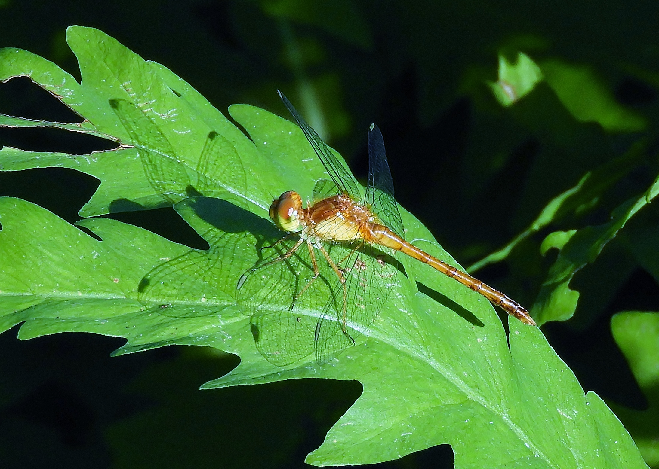 DSCN6854.JPG