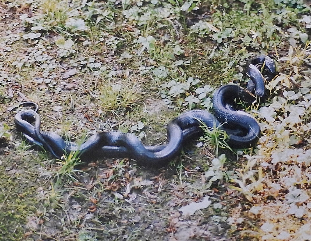 DSCN8910.JPG
