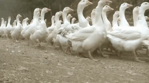 ducks.gif