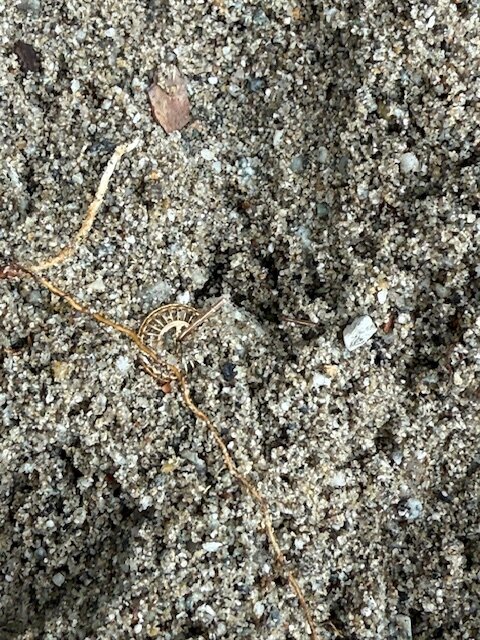 Erring in ground.jpeg