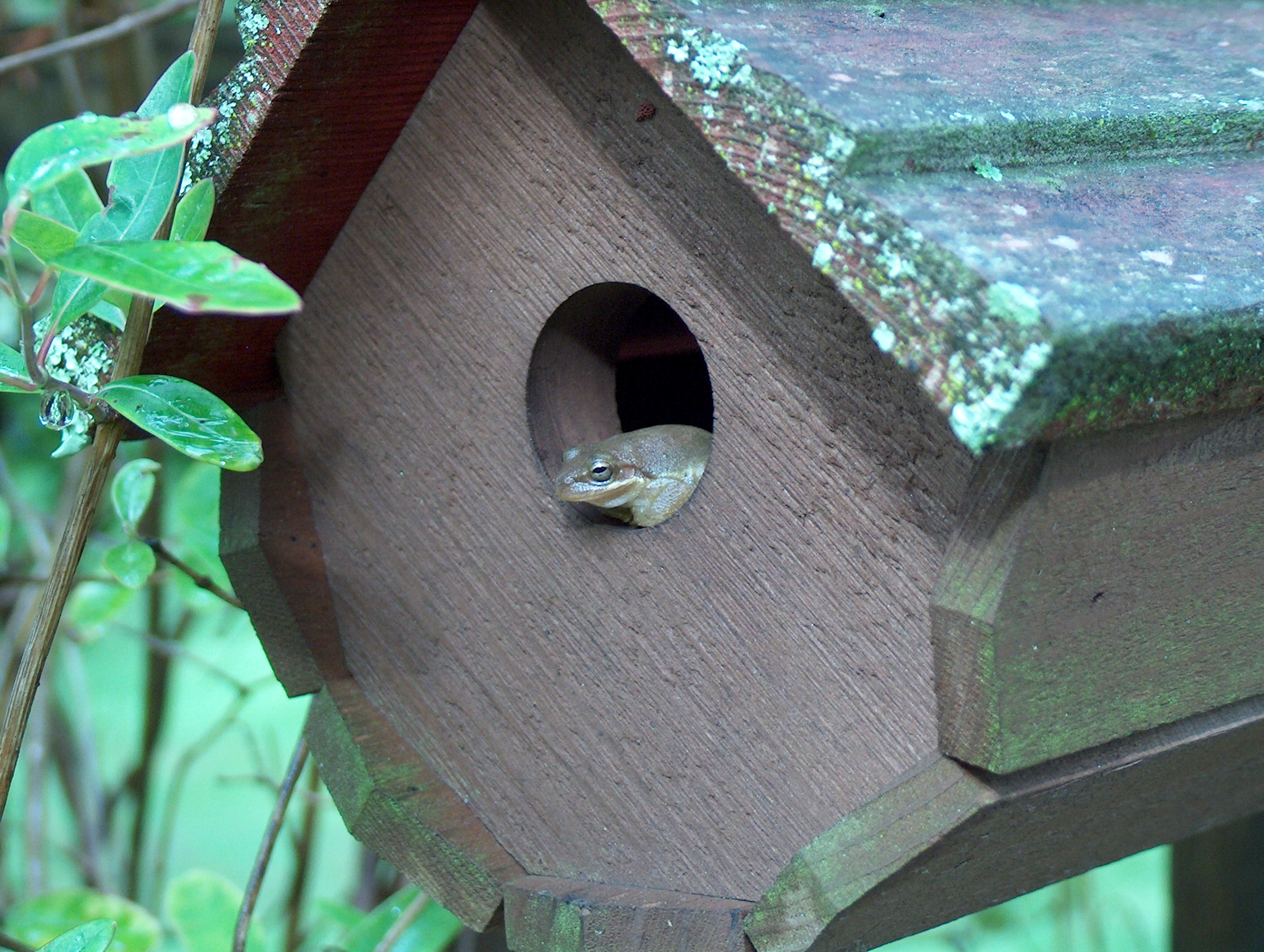flying frog.jpg