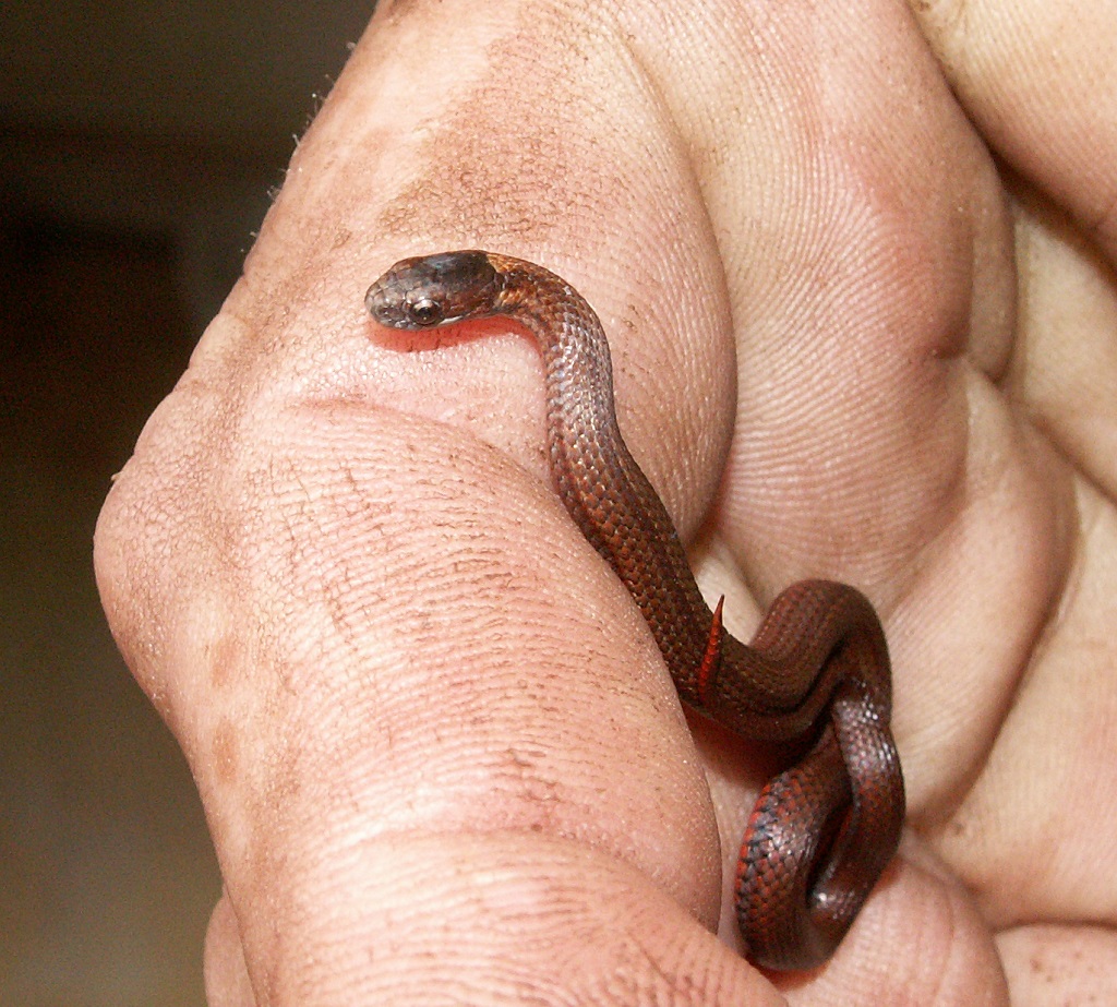 Michigan Red Bellied Snake_01_10-24-14.jpg
