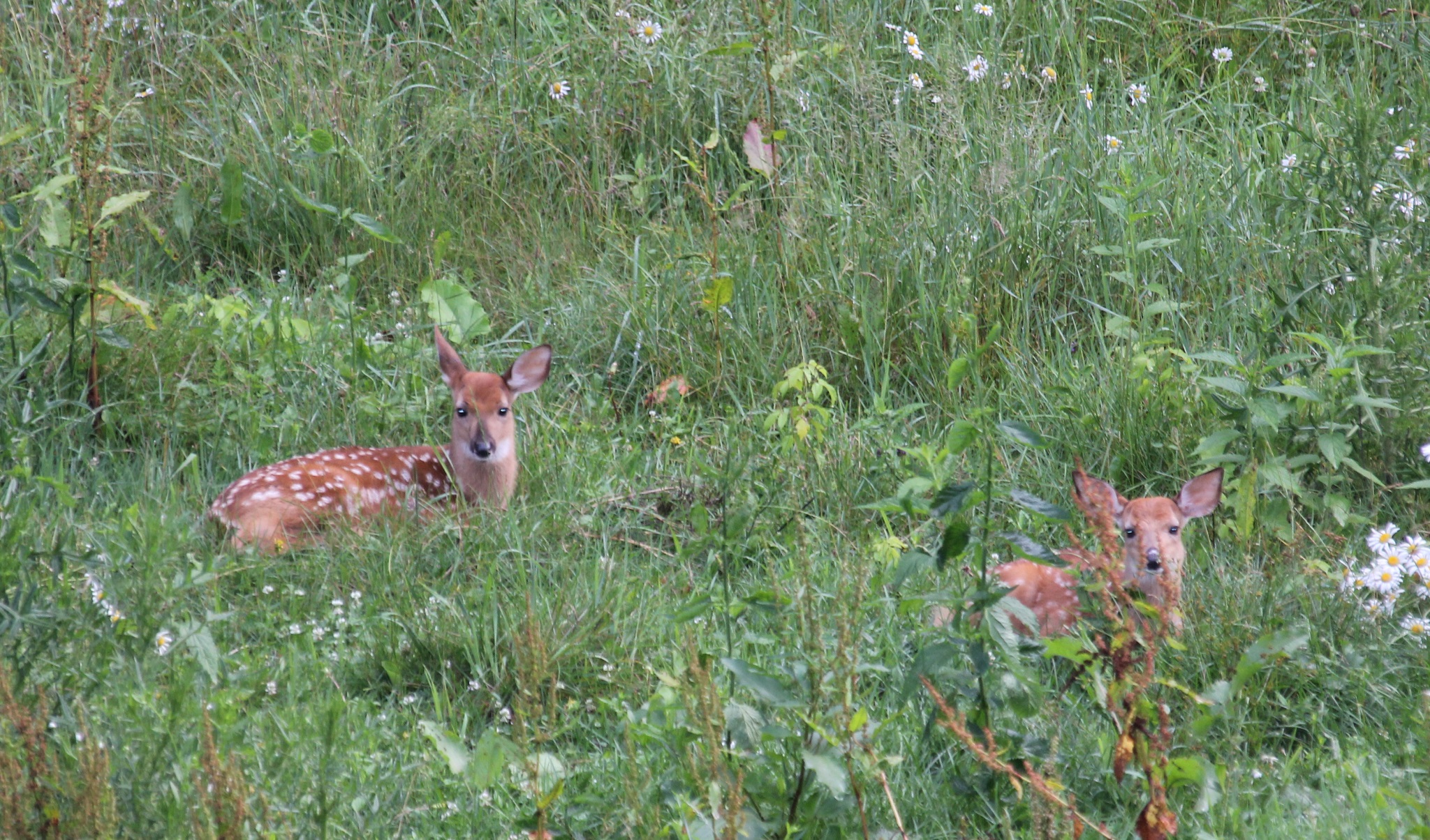 North Paddock Babies 06-29-21_med.jpg