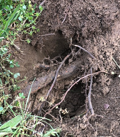 root hole.png