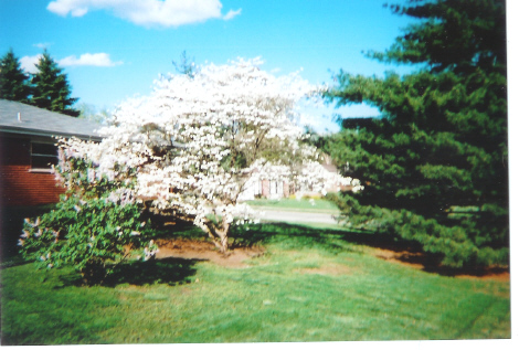 Scan0001562...My Dogwood Tree at 4655 Valmeyer Dr Home....Apr 2007 just before the hard freeze!.jpg