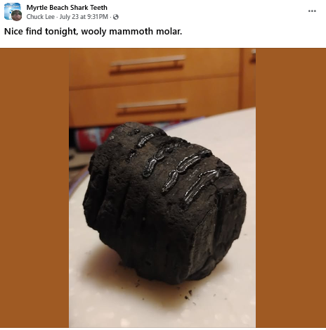 Screenshot 2026-08-04 at 09-59-56 (9) Myrtle Beach Shark Teeth Nice find tonight wooly mammoth...png