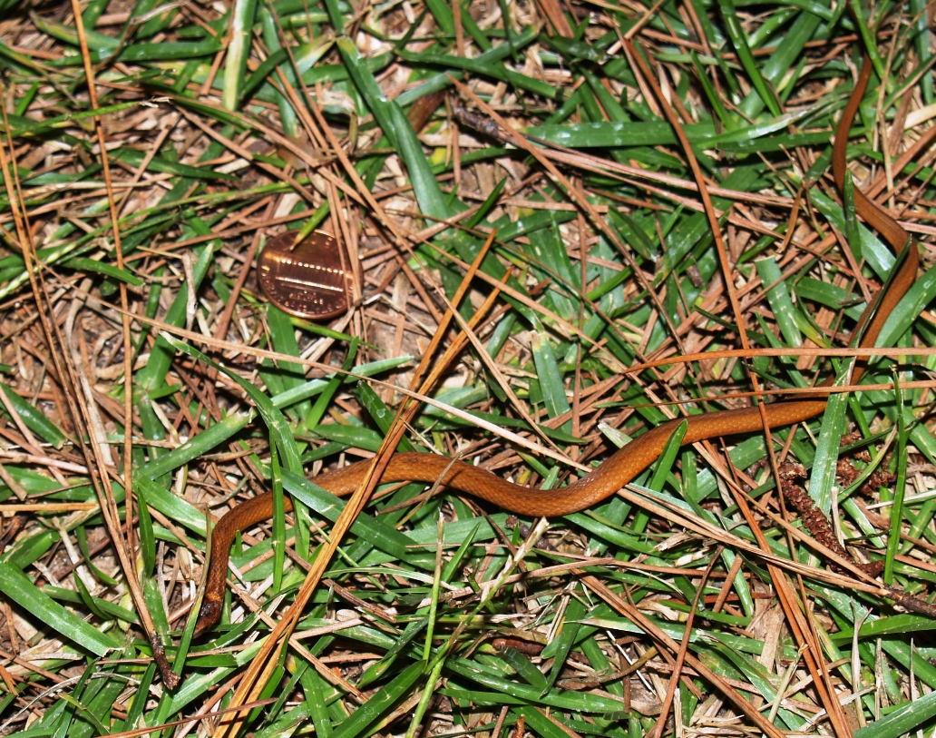 Snake 003a.jpg