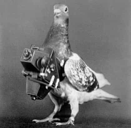spybird.jpg