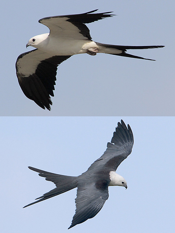 swallow-tailed-kite-gl.jpg
