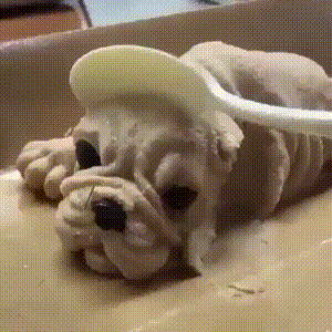 tumblr_24602cd83af447d1dbebea4b785c6cbc_b8282cea_400.gif