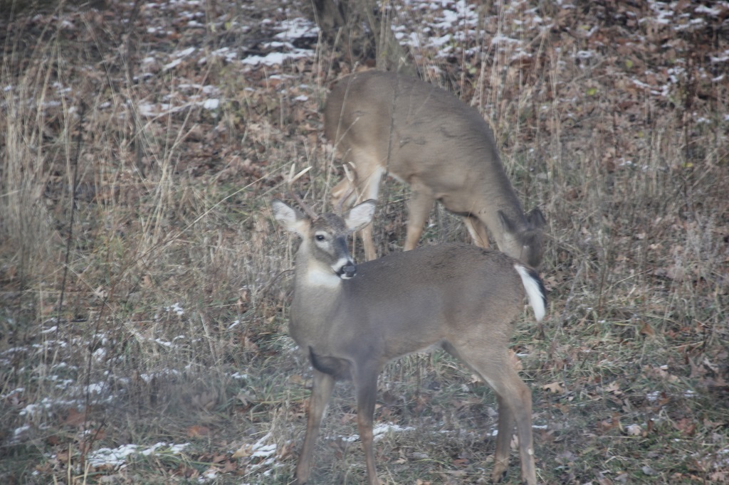 Young Buck 12-01-20.jpg