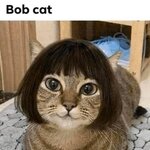 BOB CAT.jpg