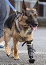 f2a2670e2818616056bb187484d765d4--military-working-dogs-military-dogs.jpg