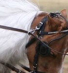 horsegear_gag-loop-harness_swivel_ON-HORSE_TN_postedbyGtoast.jpg