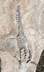 IMG_6046.jpeg