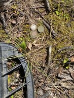 IMG_7273.jpeg