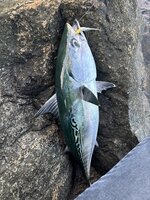 IMG_1334.jpeg