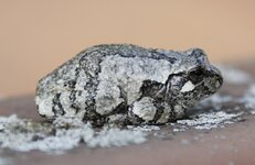 Copes Tree Frog_Gray_3.jpg