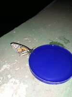 20200903_204233.jpg