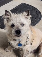 Sheldon w Necklace.jpg