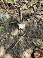 IMG_4034.jpeg
