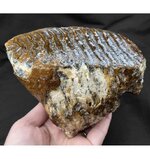 baby-woolly-mammoth-tooth-molar-from-the-north-sea-sku-v4337-mammuthus-primigenius-p7182-20896...jpg baby-woolly-mammoth-tooth-molar-from-the-north-sea-sku-v4337-mammuthus-primigenius-p7182-20896...jpg
