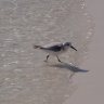 Sanderling